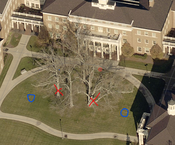 Photo of the trees to be removed (red X) and the approximate location of the new trees (blue O)