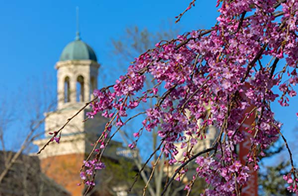 Redbud tree in bloom with Harrison Hall cupola in the background