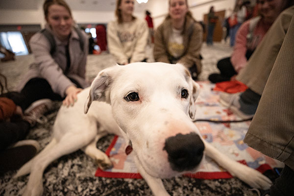 Close up of the face of a white dog and students in the background petting the dog