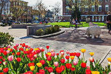 Uptown scene with tulips