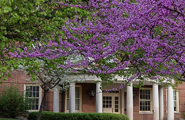 beautiful trees with purple blooms