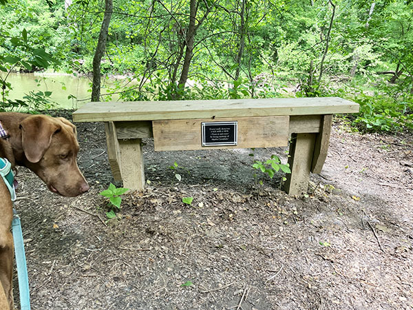 bench on bluebell trail with dog